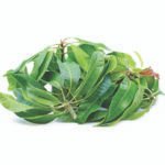 Mango Leaves / Aam ke Patte / Mamidi Aaku