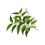 Neem leaves